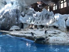 -帝企鹅自助餐厅•儿童岛•真企鹅(长隆企鹅酒店)