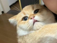 -喵zoo家庭繁育猫舍(尖东智能花园店)