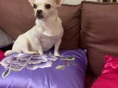 -爱侣宠医·鹦鹉专科·小型哺乳类·异宠专科(灵石路店)