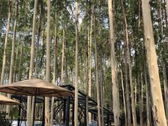 -桉树林A coffee 森林餐厅(三圣乡店)