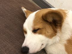 -浣熊柯尔鸭土拨鼠·电玩咖
