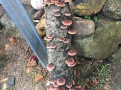 -南雄冯屋银杏山庄