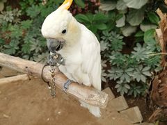 -南宫五洲植物乐园