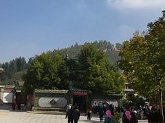 -塔尔寺-菩提树