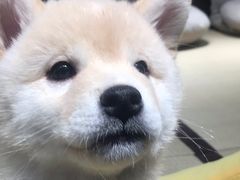 -逗柴咖啡屋·狗咖猫咖宠物桌游