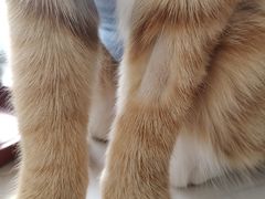 -美联众合动物医院·24h转诊中心