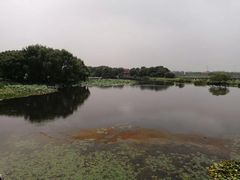 -荷塘月色湿地公园·向阳花洲