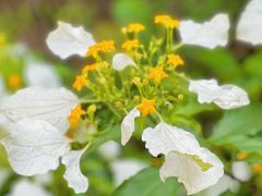 -广西壮族自治区药用植物园