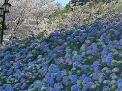 -苏州上方山国家森林公园