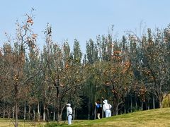 -万柳高尔夫俱乐部