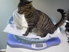 -纳吉亚猫专科动物医院·北北分院