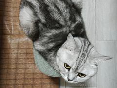 -乖乖宠物医院·猫科·骨科·24小时(云岗分院)