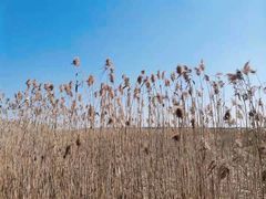-上海吴淞炮台湾国家湿地公园