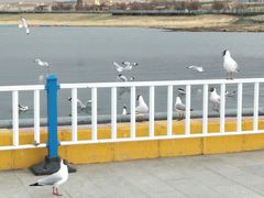 -青海湖国家重点风景名胜区