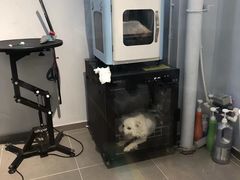 -PETKIT 小佩宠物·德文赛凯猫舍