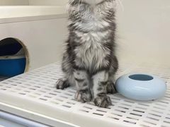 -lincat·猫舍(广州店)