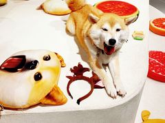 -柴务处·柴犬主题狗咖