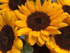 -植物学家的女儿(北马道巷店)