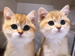 -东方名猫馆·英短金渐层布偶猫舍(环线广场1号楼店)