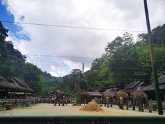 -野象谷景区