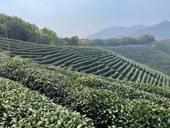 -龙坞茶村