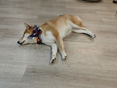 -柴迷FANS CLUB·柴犬狗咖·猫咖