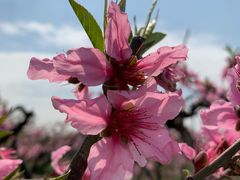 -田园东方蜜桃村的田野营地