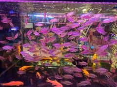 -中环花鸟鱼虫市场