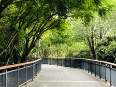 -金鸡山公园