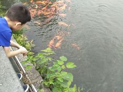 -西湖外事游船(花港观鱼码头)