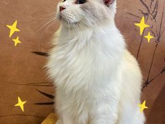 -楼上猫咖(罗湖店)