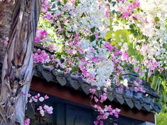 -深圳国际园林花卉博览园