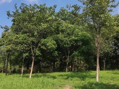 -长洲岛