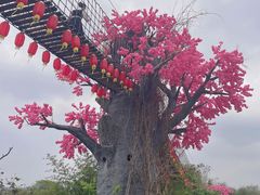 -天适樱花悠乐园