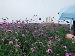 -光明小镇欢乐田园