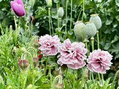 -国家植物园南园