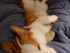 -柯斗斗主题餐厅·狗咖·围炉煮茶·茶饮(国瑞升平里店)