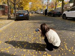 -三里屯东五街银杏大道