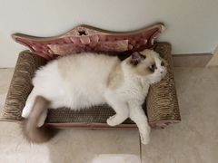 -屋虎猫馆(宝安大仟里店)