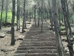 -抱犊崮国家森林公园