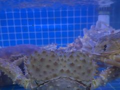 -鼓歌海鲜舫·手抓海鲜(大学城店)