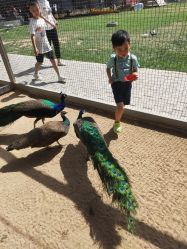 -上美四季动物农场