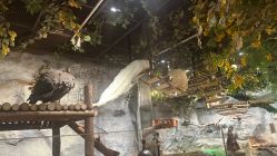 -Zoolung Zoolung动物主题公园(海信广场店)