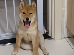 -多乐狗狗宠物训练工作室