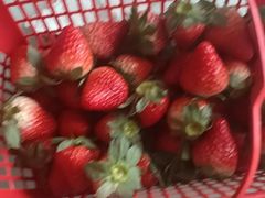 -胜丰草莓采摘园