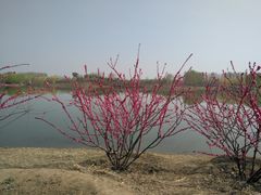 -东郊湿地公园