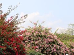 -中国科学院西双版纳热带植物园