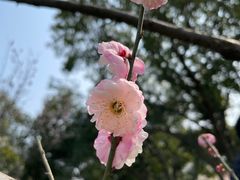 -无锡梅园公园