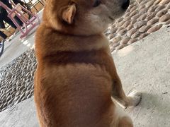 -柴犬高等学院·狗咖·柴犬售卖·宠物训练