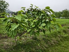 -荣祥海鲜·烟台菜(胜利路二部)